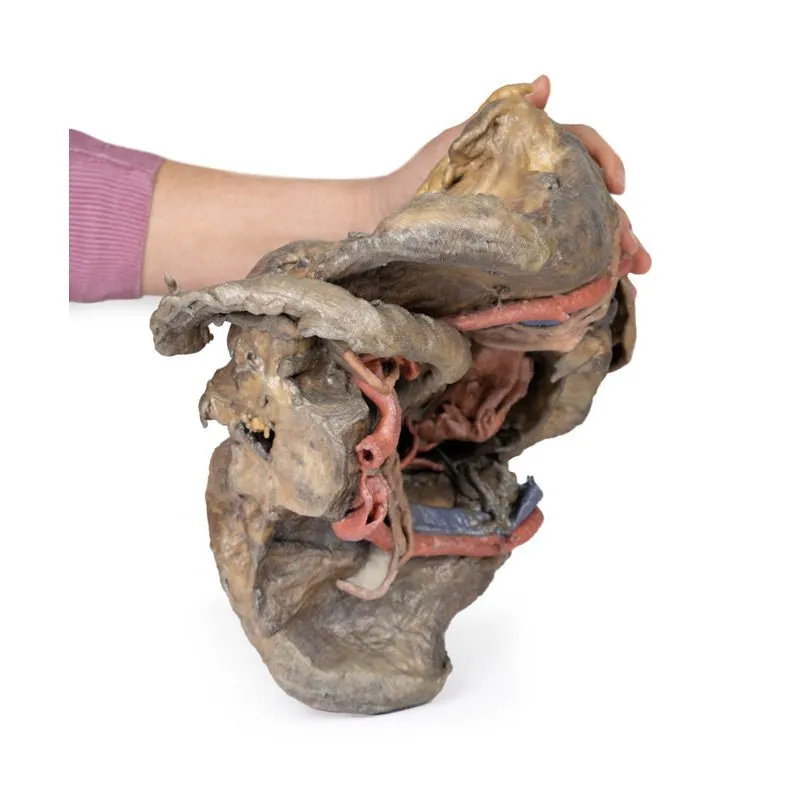 3D Printed Female Pelvis Deep Dissection