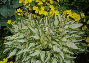 White Christmas Hostas