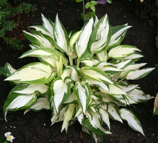 White Christmas Hostas