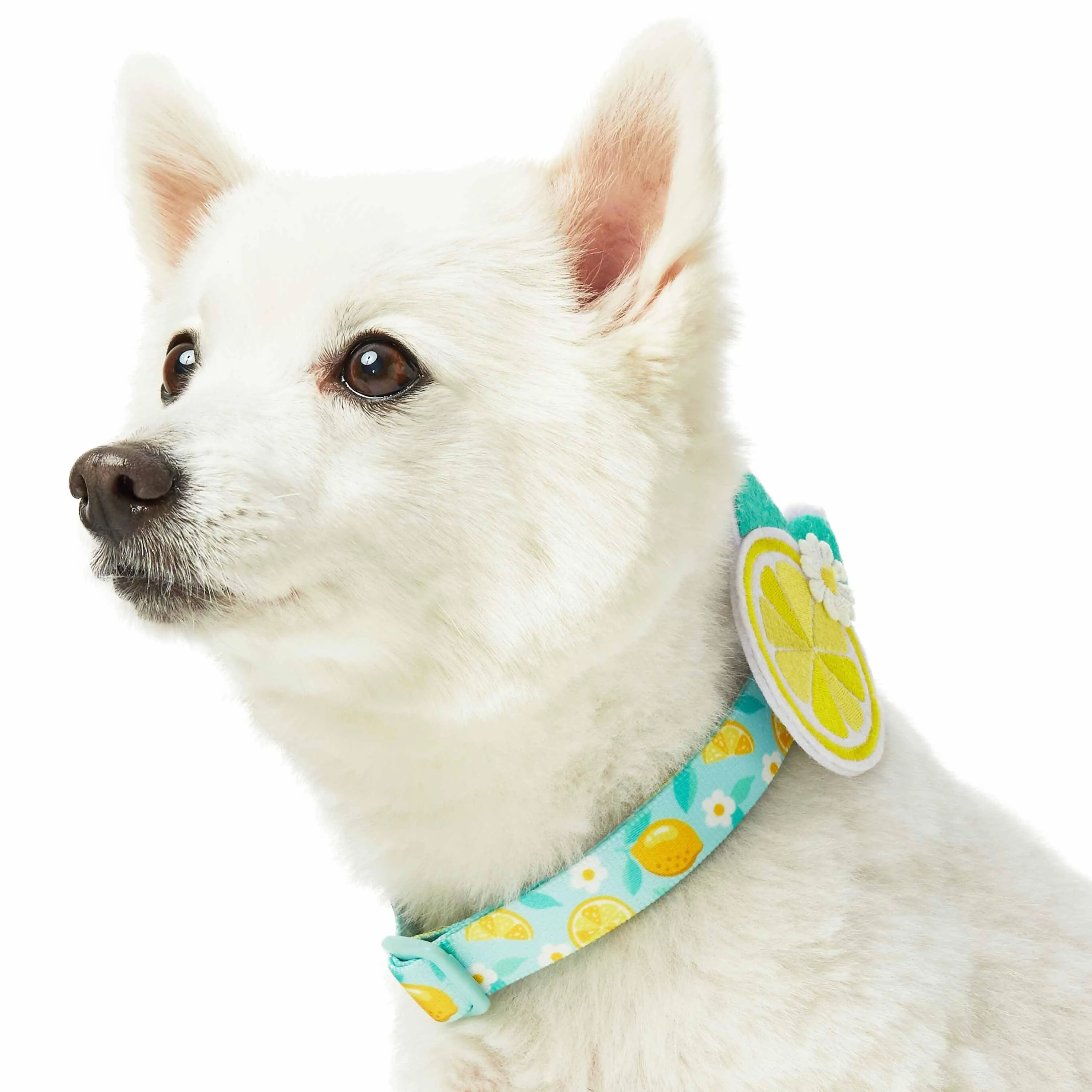 Zesty Fruit Dog Collar - 4 patterns