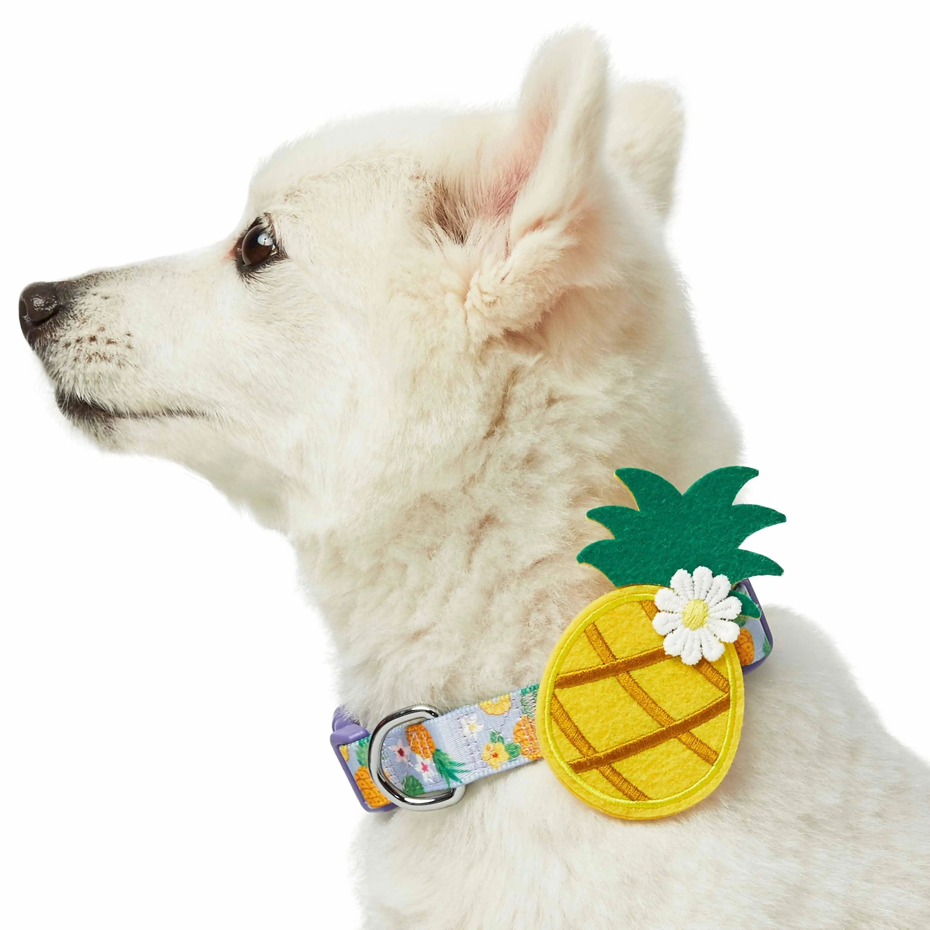 Zesty Fruit Dog Collar - 4 patterns