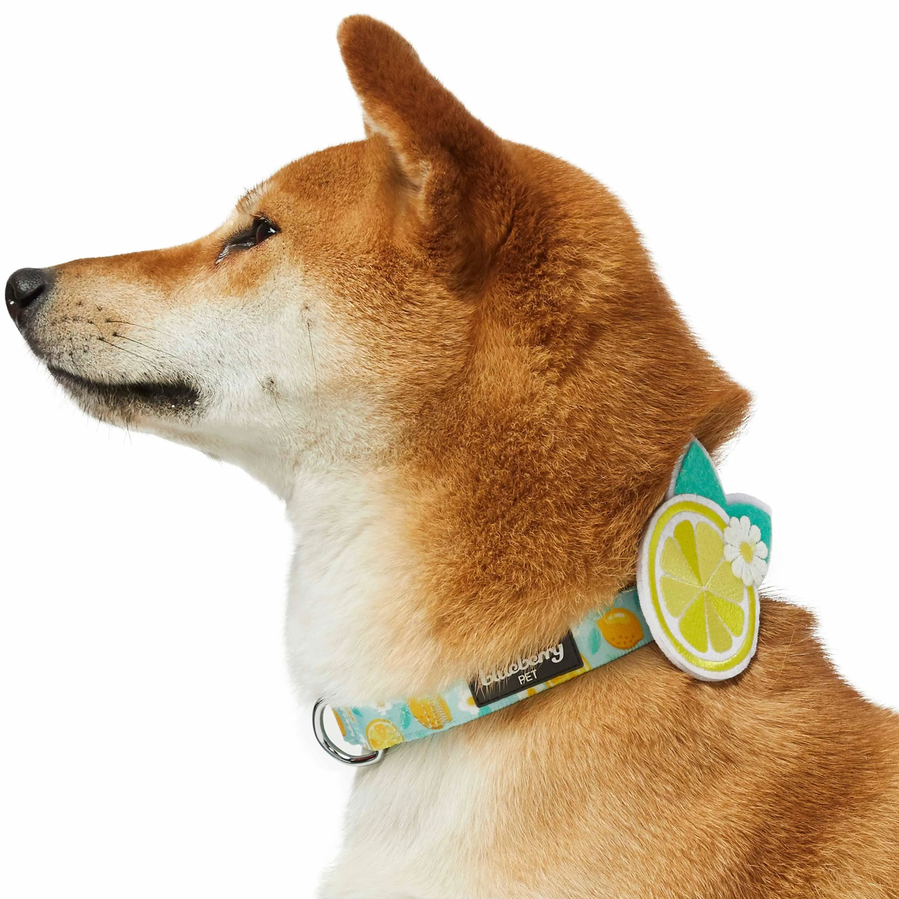 Zesty Fruit Dog Collar - 4 patterns