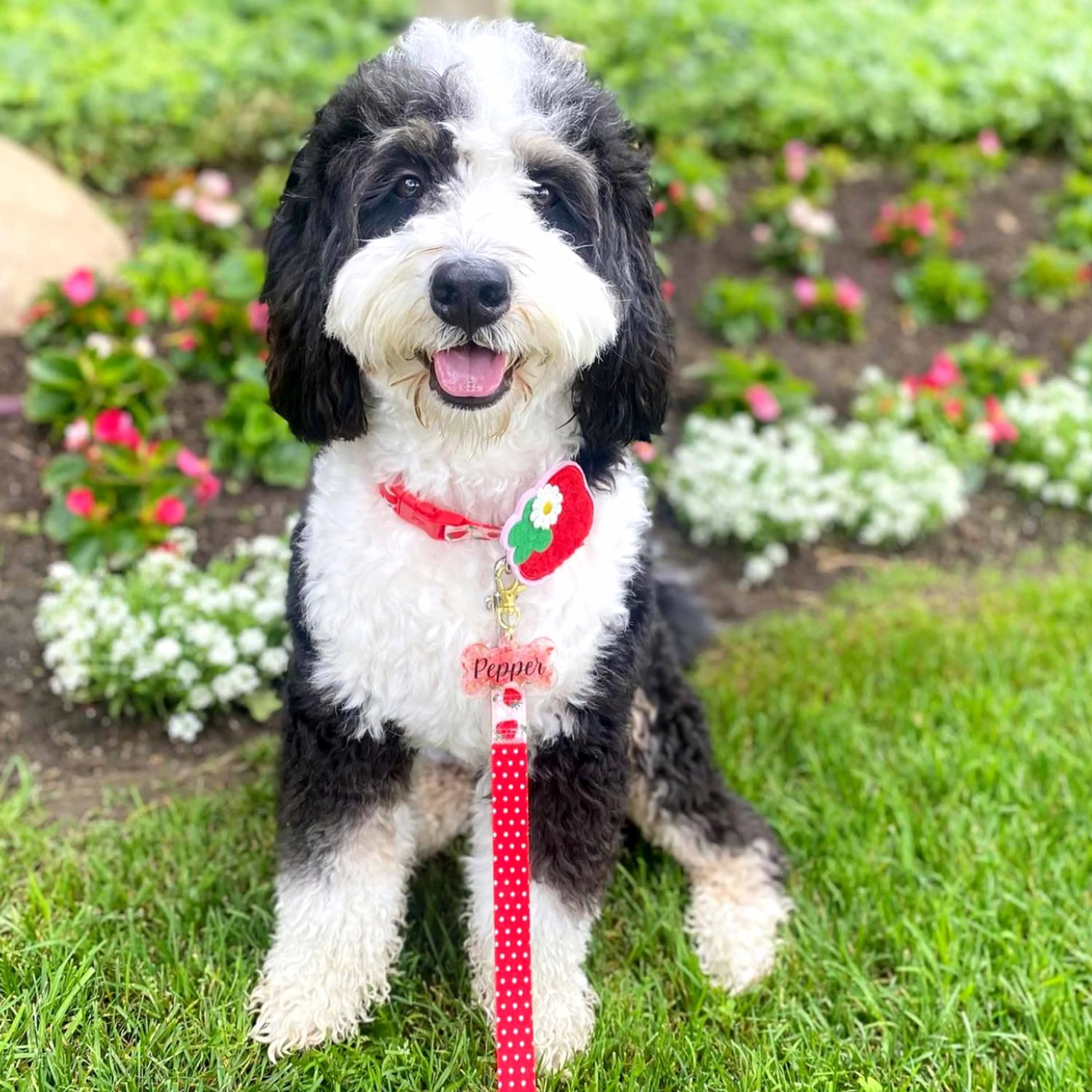 Zesty Fruit Dog Collar - 4 patterns