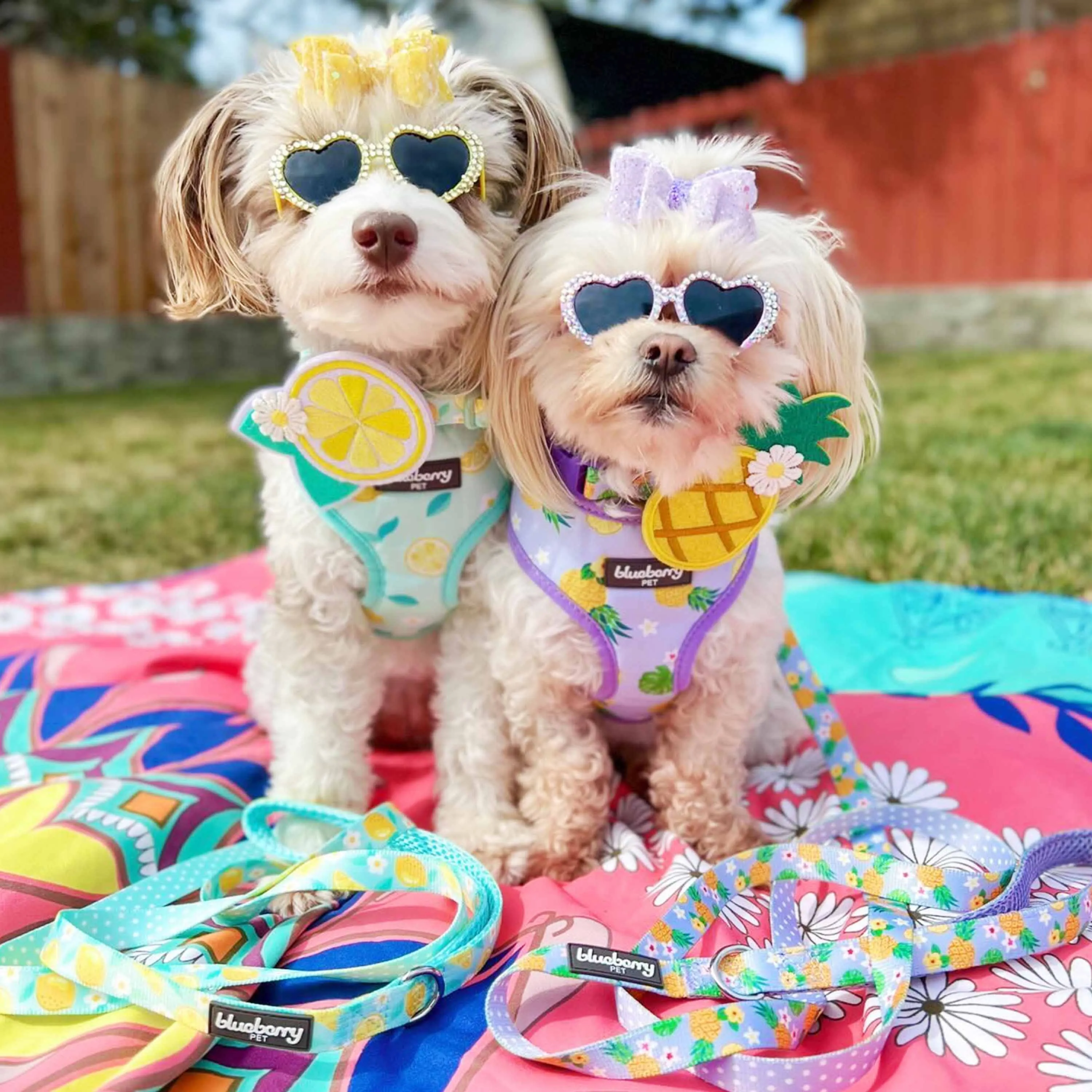 Zesty Fruit Dog Collar - 4 patterns