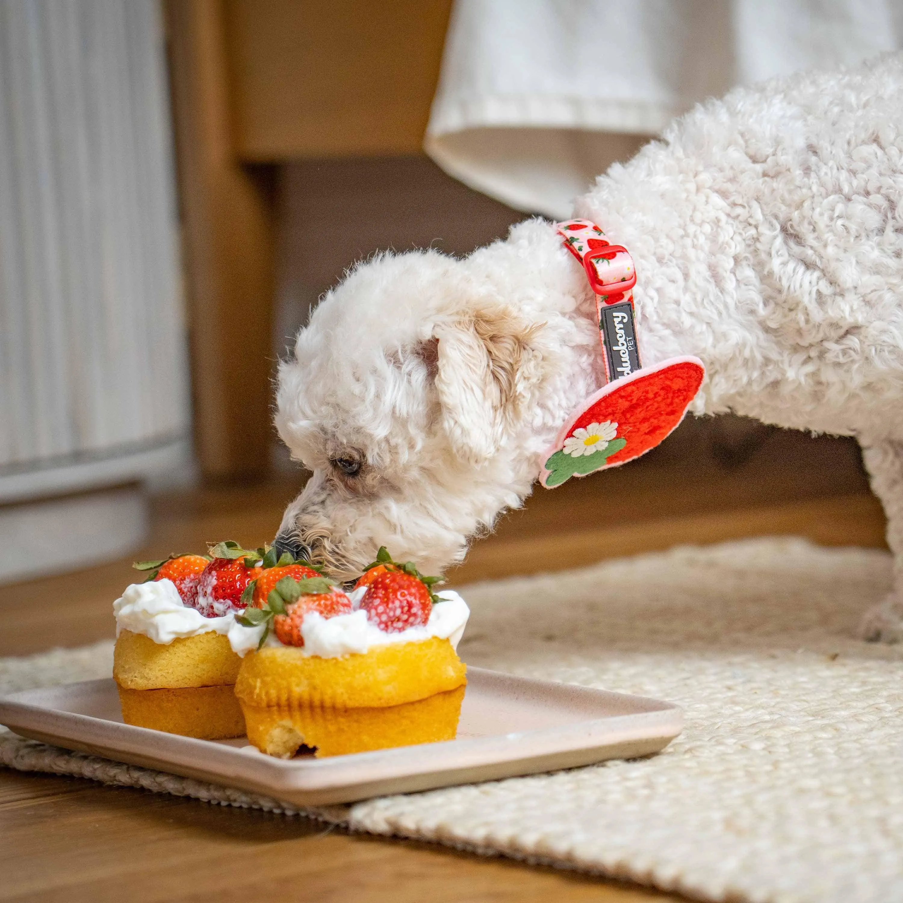 Zesty Fruit Dog Collar - 4 patterns