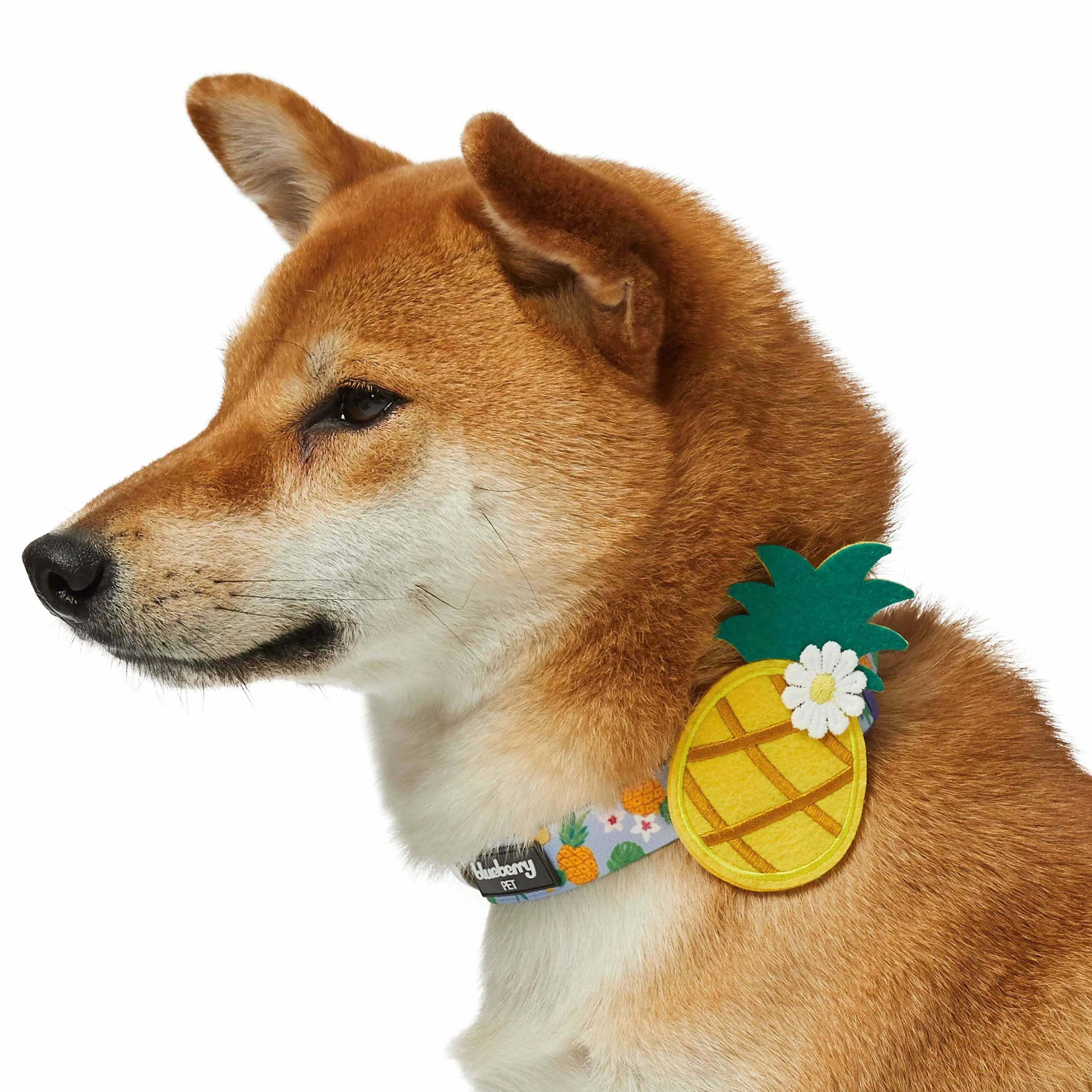 Zesty Fruit Dog Collar - 4 patterns