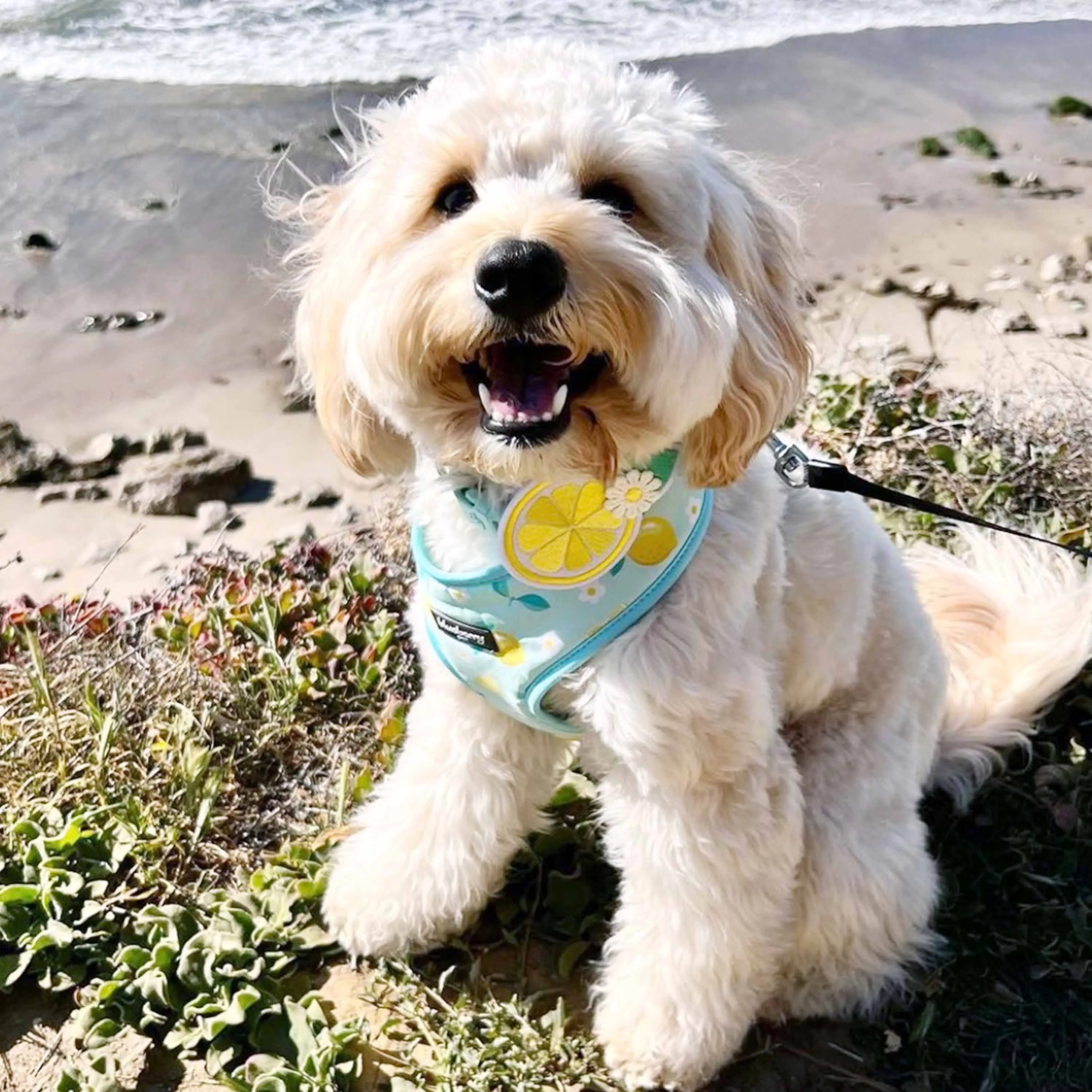 Zesty Fruit Dog Collar - 4 patterns